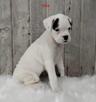 Nina, a female Boxer for sale in Apple Creek, OH – 2 of 5
