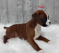 Poppy, a female Boxer for sale in Apple Creek, OH – 2 of 6