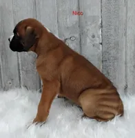 Nico, a male Boxer for sale in Apple Creek, OH – 3 of 5