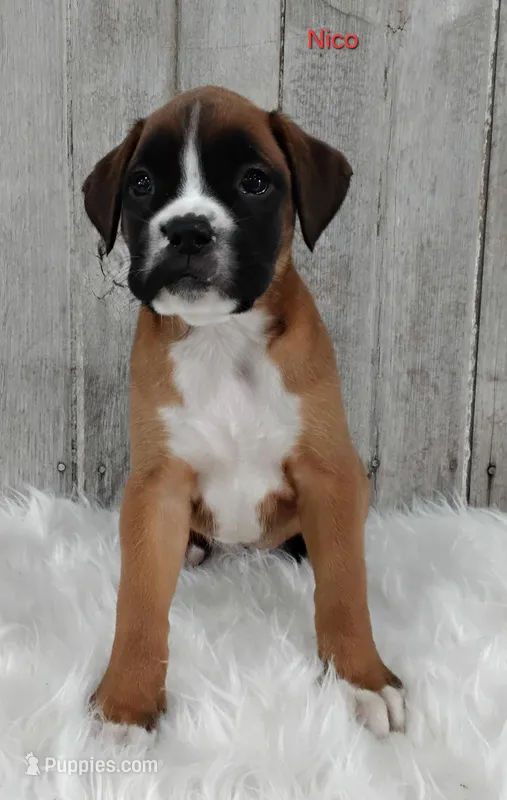 Nico – Boxer puppy for sale in Apple Creek, OH