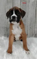 Nico, a male Boxer for sale in Apple Creek, OH – 1 of 5