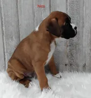 Nico, a male Boxer for sale in Apple Creek, OH – 2 of 5