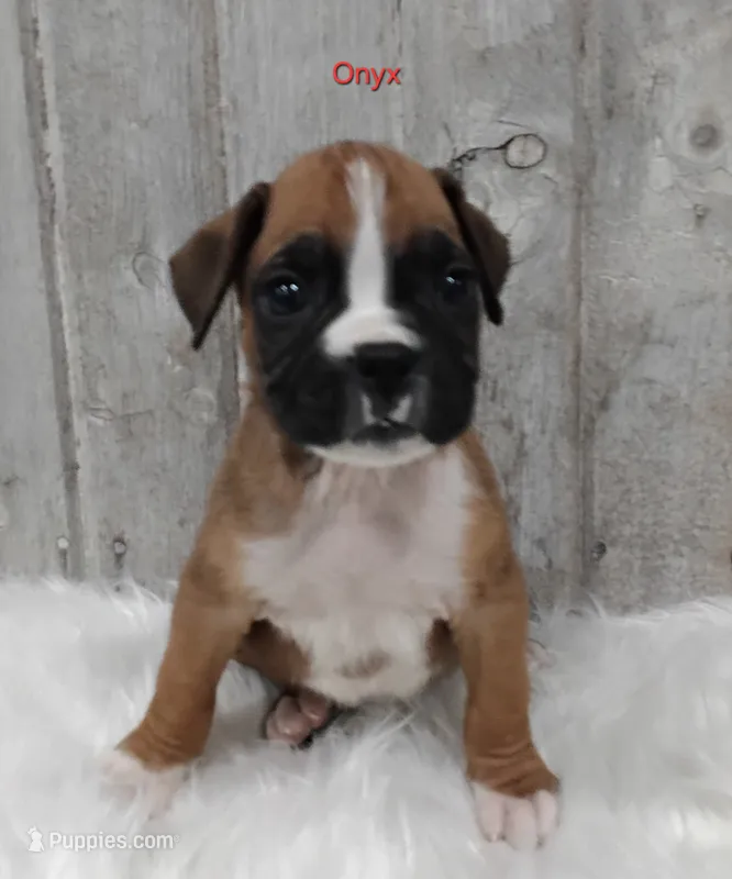Onyx – Boxer puppy for sale in Apple Creek, OH