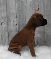 Pixie, a female Boxer for sale in Apple Creek, OH – 4 of 6
