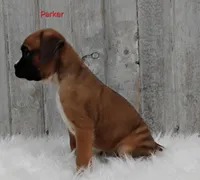 Parker, a male Boxer for sale in Apple Creek, OH – 2 of 6