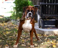 PAXTON, a male Boxer for sale in Apple Creek, OH – 7 of 7