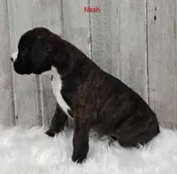 Nash, a male Boxer for sale in Apple Creek, OH – 2 of 4