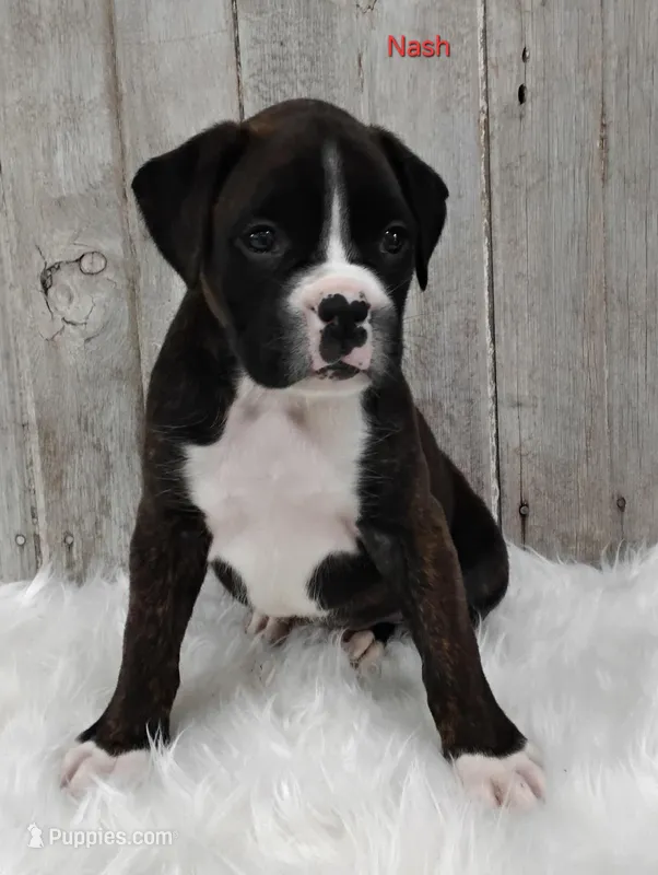Nash – Boxer puppy for sale in Apple Creek, OH
