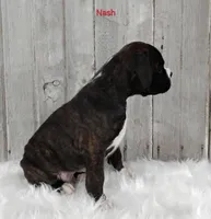 Nash, a male Boxer for sale in Apple Creek, OH – 3 of 4