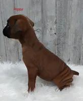Poppy, a female Boxer for sale in Apple Creek, OH – 3 of 6