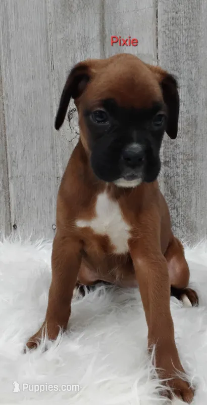 Pixie – Boxer puppy for sale in Apple Creek, OH
