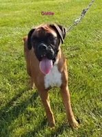 Patsy, a female Boxer for sale in Apple Creek, OH – 6 of 6