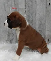 Patsy, a female Boxer for sale in Apple Creek, OH – 3 of 6