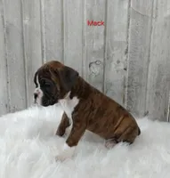 Mack, a male Boxer for sale in Apple Creek, OH – Photo 3 of 5