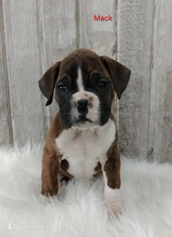 Mack, a male Boxer for sale in Apple Creek, OH – Photo 1 of 5