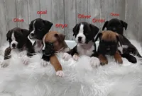 Olive, a female Boxer for sale in Apple Creek, OH – 4 of 6