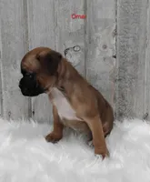 Omar, a male Boxer for sale in Apple Creek, OH – 2 of 6
