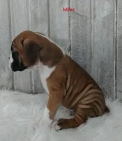 Miles, a male Boxer for sale in Apple Creek, OH – Photo 3 of 5