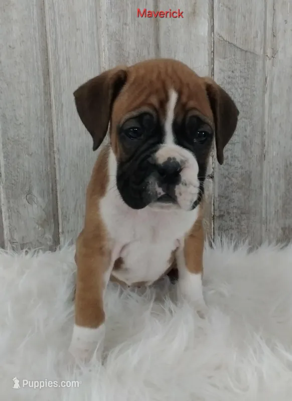 Miles, a male Boxer for sale in Apple Creek, OH – Photo 1 of 5