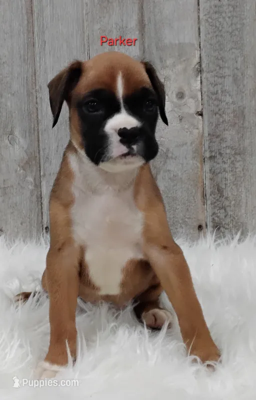 Parker – Boxer puppy for sale in Apple Creek, OH
