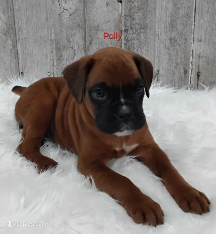 Polly – Boxer puppy for sale in Apple Creek, OH