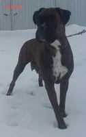 Opal, a female Boxer for sale in Apple Creek, OH – 5 of 6