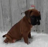 Polly, a female Boxer for sale in Apple Creek, OH – 2 of 5