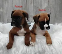 Pixie, a female Boxer for sale in Apple Creek, OH – 5 of 6