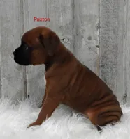 PAXTON, a male Boxer for sale in Apple Creek, OH – 2 of 7