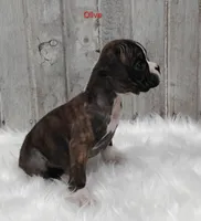 Olive, a female Boxer for sale in Apple Creek, OH – 2 of 6