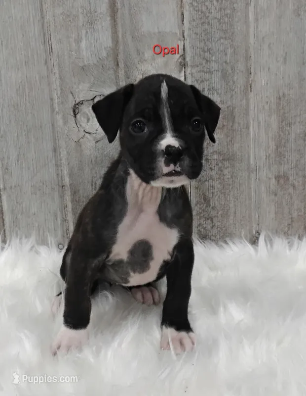 Opal – Boxer puppy for sale in Apple Creek, OH