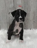 Opal, a female Boxer for sale in Apple Creek, OH – 1 of 6
