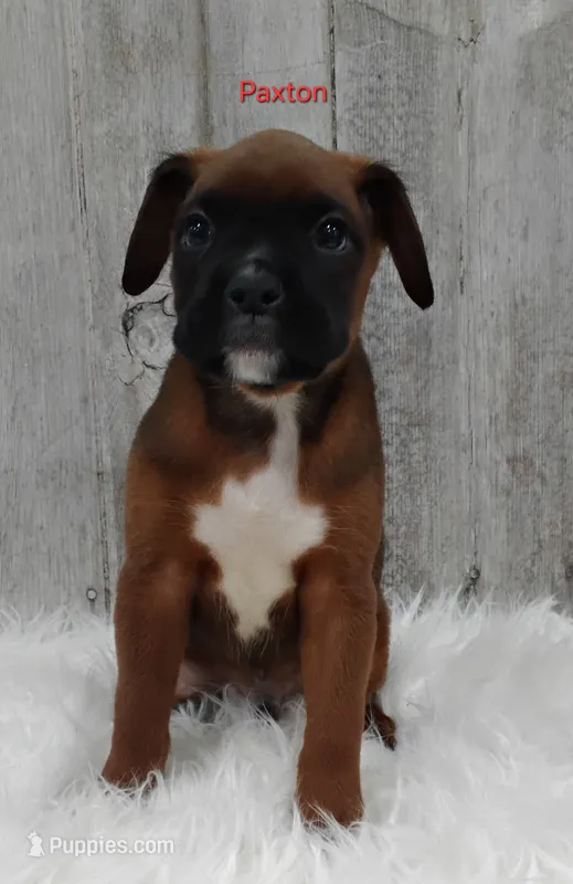 PAXTON – Boxer puppy for sale in Apple Creek, OH