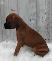 Pixie, a female Boxer for sale in Apple Creek, OH – 2 of 6