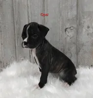 Opal, a female Boxer for sale in Apple Creek, OH – 2 of 6