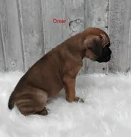 Omar, a male Boxer for sale in Apple Creek, OH – 3 of 6