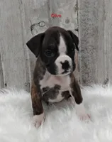 Olive, a female Boxer for sale in Apple Creek, OH – 1 of 6
