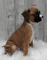 Parker, a male Boxer for sale in Apple Creek, OH – 3 of 6