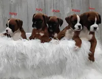 Pixie, a female Boxer for sale in Apple Creek, OH – 3 of 6