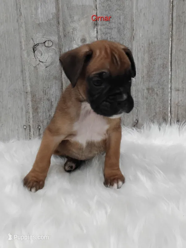 Omar – Boxer puppy for sale in Apple Creek, OH