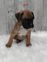 Omar, a male Boxer for sale in Apple Creek, OH – 1 of 6
