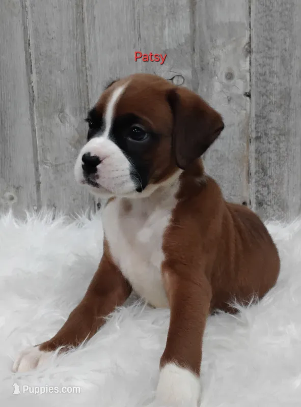 Patsy – Boxer puppy for sale in Apple Creek, OH