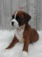 Patsy, a female Boxer for sale in Apple Creek, OH – 1 of 6