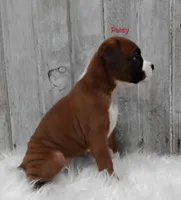 Patsy, a female Boxer for sale in Apple Creek, OH – 2 of 6