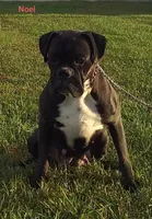 Maverick , a male Boxer for sale in Apple Creek, OH – Photo 5 of 5