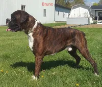 Maverick , a male Boxer for sale in Apple Creek, OH – Photo 4 of 5