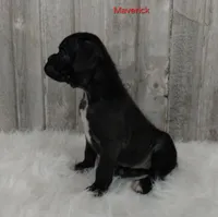 Maverick , a male Boxer for sale in Apple Creek, OH – Photo 1 of 5