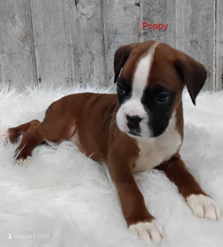 Poppy – Boxer puppy for sale in Apple Creek, OH