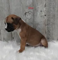Onyx, a male Boxer for sale in Apple Creek, OH – 2 of 6