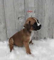 Onyx, a male Boxer for sale in Apple Creek, OH – 3 of 6